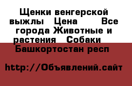 Щенки венгерской выжлы › Цена ­ 1 - Все города Животные и растения » Собаки   . Башкортостан респ.